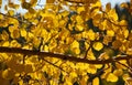 Sun Rays Through the Aspen Leaves Royalty Free Stock Photo