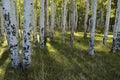 Sun Rays through Aspens