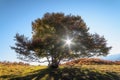Sun rays through the autumn beech tree Royalty Free Stock Photo