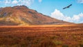 Sun rays on an autumn mountain valley with a flying bird of prey. Dramatic autumn scenery with mountain gold sunshine and