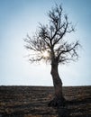 Sun rays and bare lonely tree Royalty Free Stock Photo