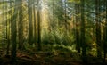 Sun Rays in the Beech Tree Forest Royalty Free Stock Photo