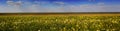 Sun rays in the blooming steppe.