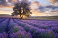 Sun rays break through clouds over a lavender field during sunrise, AI-generated. Royalty Free Stock Photo