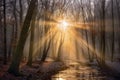 sun rays breaking through misty winter forest