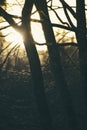 sun rays breaking through tree branches in a dense forest Royalty Free Stock Photo