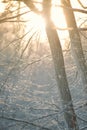 sun rays breaking through tree branches in a dense forest Royalty Free Stock Photo