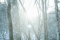 sun rays breaking through tree branches in a dense forest Royalty Free Stock Photo