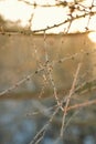 sun rays breaking through tree branches in a dense forest Royalty Free Stock Photo