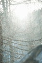 sun rays breaking through tree branches in a dense forest Royalty Free Stock Photo