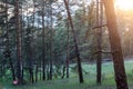 Sun rays breaking through tree trunks. A beautiful picture of the golden hour in the evening pine forest