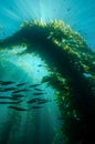 Sunrays Dancing Through Kelp in California Royalty Free Stock Photo