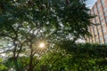 Sun rays coming through a tree branches in a city Royalty Free Stock Photo