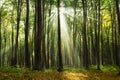 Sun rays coming through the trees during an autumn day