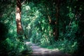 Sun rays coming through the trees in a beautiful summer green forest Royalty Free Stock Photo