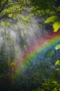 Rainbow in forest Royalty Free Stock Photo