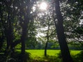 Sun rays crossing through branches of trees over a green grass f