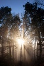 Sun rays crossing a misty forest