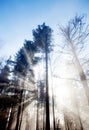 Sun rays crossing a misty forest