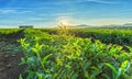 Sun rays early tea plantation Royalty Free Stock Photo