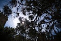 Sun rays enter between the branches of a pine tree. Picture taken from under the tree Royalty Free Stock Photo