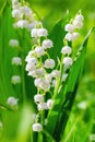 Lily of the valley. Floral spring background in bright spring colors with copy space. Royalty Free Stock Photo