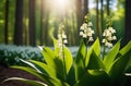 Sun rays fall on a beautiful spring blooming flower. Lily of the valley. Natural nature background with blooming Royalty Free Stock Photo