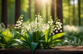 Sun rays fall on a beautiful spring blooming flower. Lily of the valley. Natural nature background with blooming Royalty Free Stock Photo