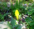 Sun rays fall on leaf in forest green grass. Yellow leaf symbolizing origin of life, difference from others