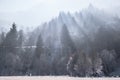 Sun rays filtered through frozen trees