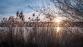 the sun shining through reeds at sunset near a lake Royalty Free Stock Photo