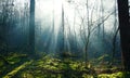 Sun-rays in a foggy wood Royalty Free Stock Photo