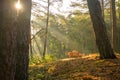 Sun rays in a forest in autumnal colors