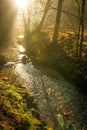 Sun rays in a forest on a creek Royalty Free Stock Photo
