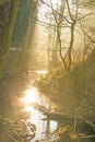 Sun rays in a forest on a creek Royalty Free Stock Photo
