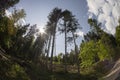 sun rays in the forest 180 degrees fisheye shot