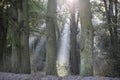 Sun rays in the forest after fog in the morning