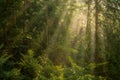 Sun Rays in the Forest Royalty Free Stock Photo