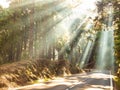 Sun rays on the road in forest Royalty Free Stock Photo