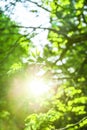 Sun rays and fresh green leaves. Spring time nature background