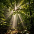 Sun rays gently filter through the dense canopy of a lush green forest Royalty Free Stock Photo