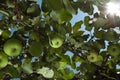 Sun rays go through apple tree leafs Royalty Free Stock Photo