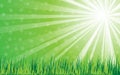 Sun rays with green grass on green background, vector illustration Royalty Free Stock Photo