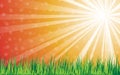 Sun rays with green grass on orange background, vector illustration Royalty Free Stock Photo