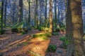 Sun Rays at Guenterfelsen Black Forest Germany