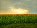 Sun rays hugging the field of flowers Royalty Free Stock Photo