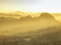 Sun rays illuminating sharp treetops of forest