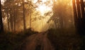 Sun rays inside a misty forest during dawn Royalty Free Stock Photo