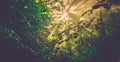 Nature background sun shine forest Royalty Free Stock Photo