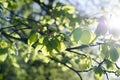 Sun rays and light shining through green leaves and tree branches. Spring. Summer. Royalty Free Stock Photo